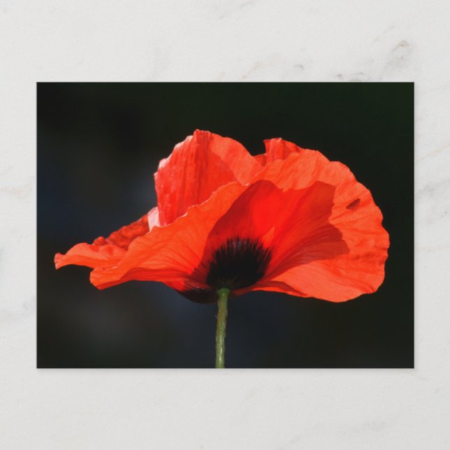 Red Poppy Vykort (Framsida)