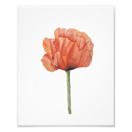 Red Poppy Watercolor Botanical Print Fototryck