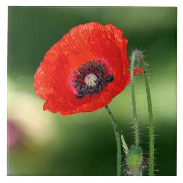 Red Poppyseed Ceramic Tile Kakelplatta (Framsidan)