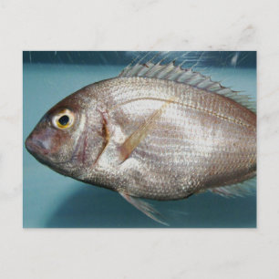 Red Porgy Vykort