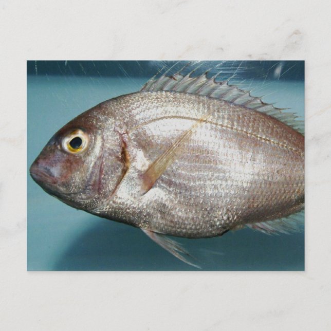 Red Porgy Vykort (Framsida)