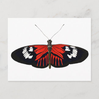Red Postman Butterfly Vykort