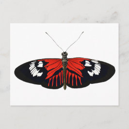 Red Postman Butterfly Vykort