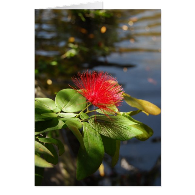 Red Puff Hälsningskort (Framsidan)