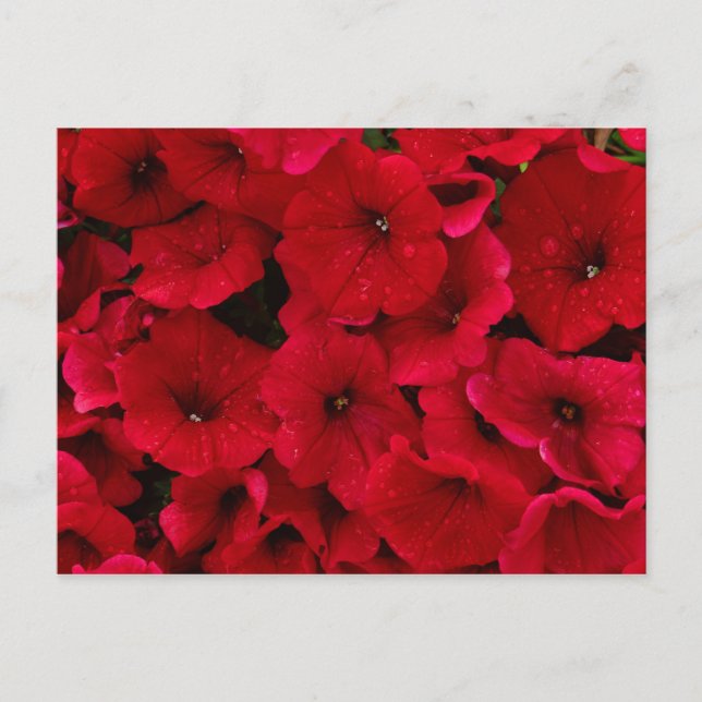 Red Rain Drop Petunias Vykort (Framsida)