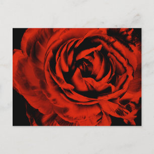 Red Ranunculus Flower Closeup Colorful Blommigt Vykort