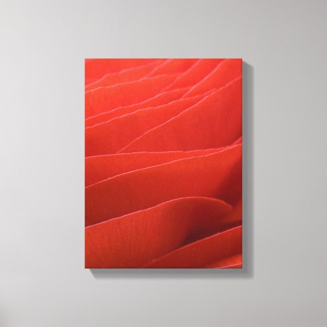 Red Ranunculus Flower Petals Canvastryck (Framsida)