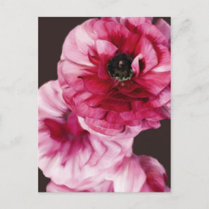 Red Ranunculus Vykort