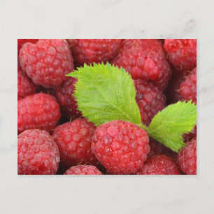 Red Raspbär Vykort