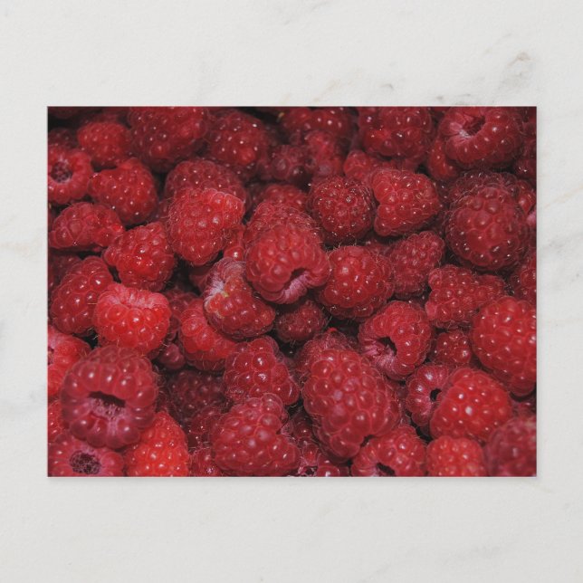 Red Raspbär vykort (Framsida)