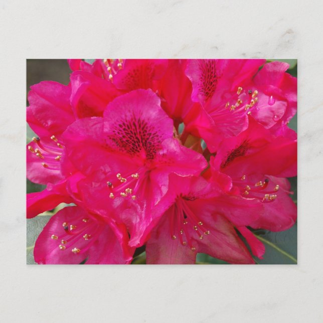 Red Rhododendron-vykort Vykort (Framsida)