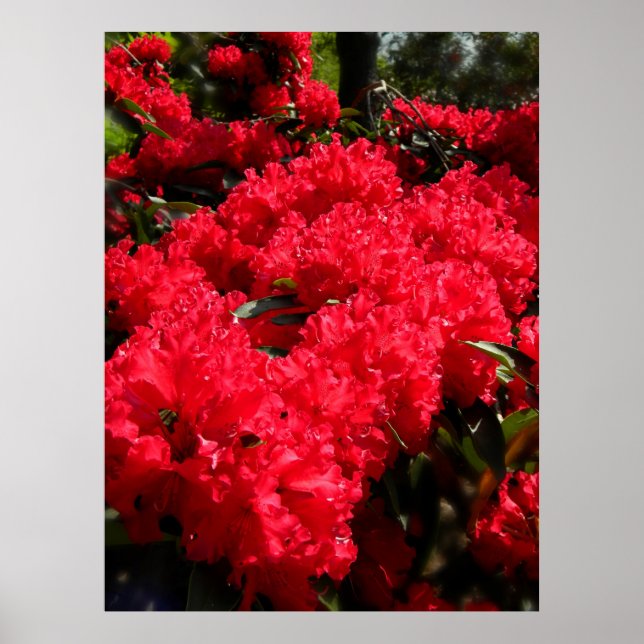 Red Rhododendrons 1 Poster (Framsidan)