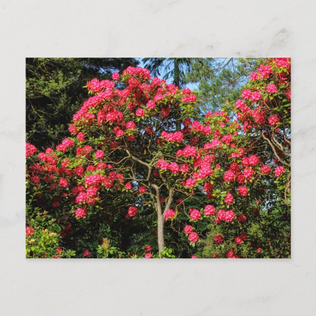 Red Rhododendrons Bute Park, Cardiff, Wales Postca Vykort (Framsida)