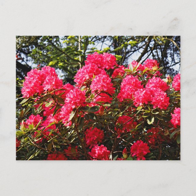 Red Rhododendrons Bute Park, Cardiff, Wales Postca Vykort (Framsida)