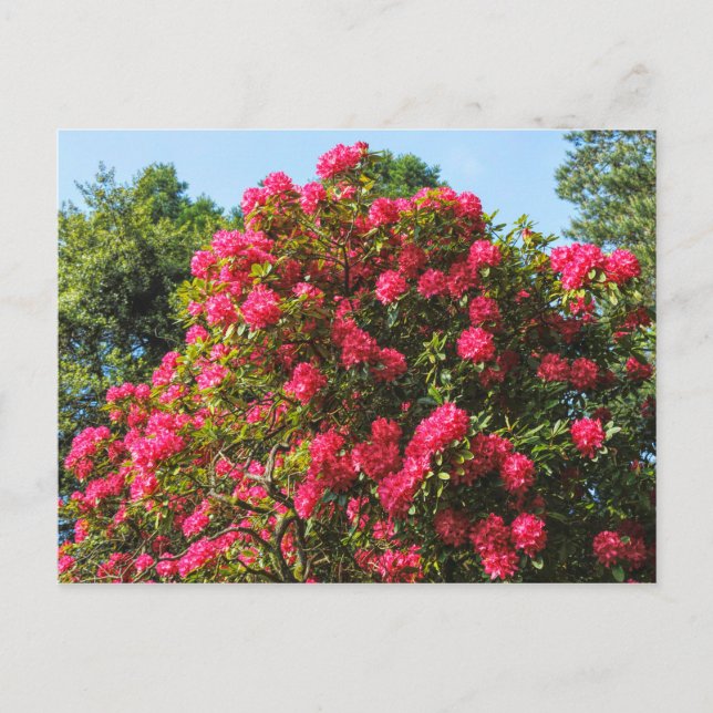 Red Rhododendrons Bute Park, Cardiff, Wales Postca Vykort (Framsida)