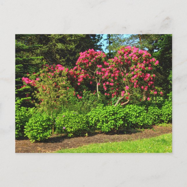 Red Rhododendrons Bute Park, Cardiff, Wales Postca Vykort (Framsida)