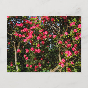 Red Rhododendrons Bute Park, Cardiff, Wales Vykort