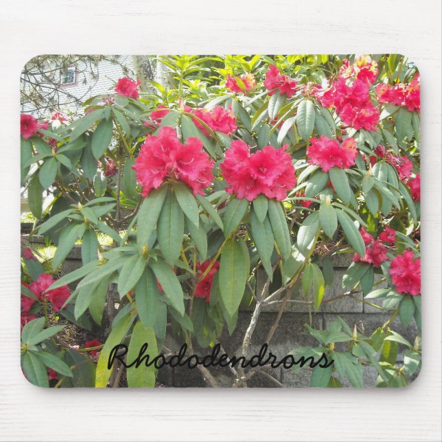 Red Rhododendrons Musmatta (Framsidan)