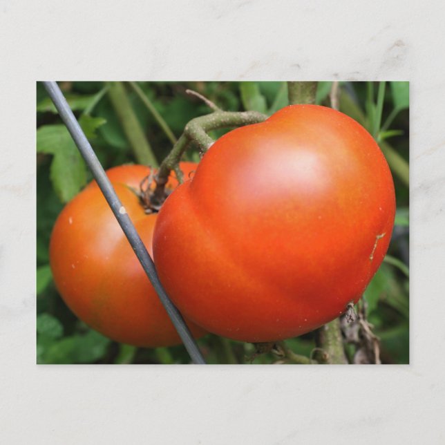 Red Ripe Garden Tomates Nature Foto Postcard Vykort (Framsida)