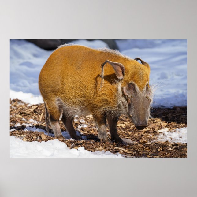 Red River Hog in Snö Poster (Framsidan)