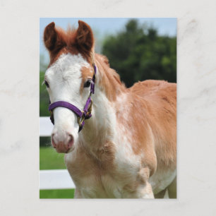 Red Roan Colt Vykort
