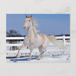 Red Roan i Snö Vykort