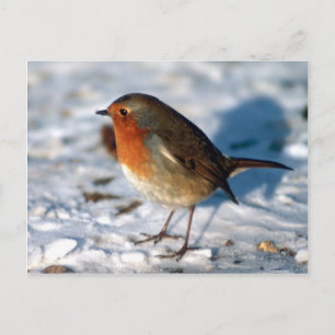 Red Robin bird Postcard Vykort