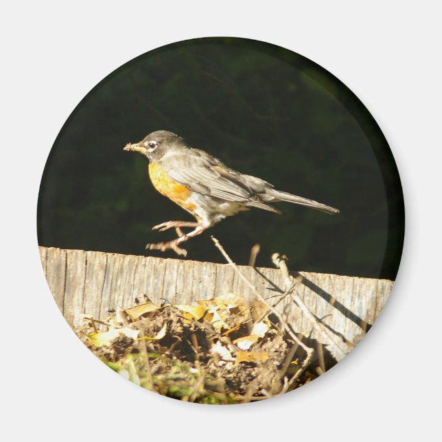 Red Robin Bobbin Magnet (Framsidan)