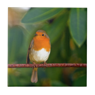 Red ROBIN Kakelplatta