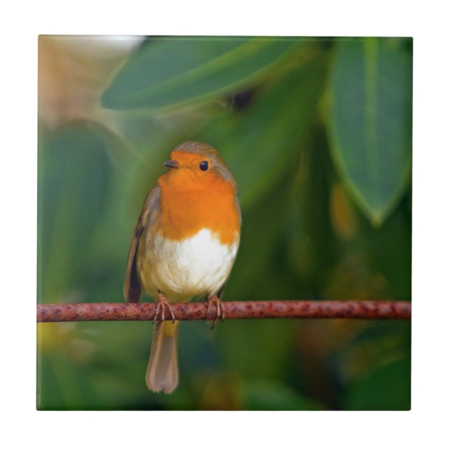Red ROBIN Kakelplatta (Framsidan)