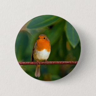 Red ROBIN Knapp