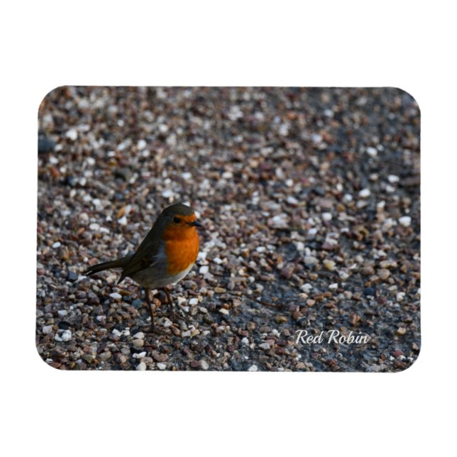 Red Robin på Småstarna i Garden Postcard Magnet (Horisontell)