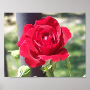 RED RÖD ROS POSTER