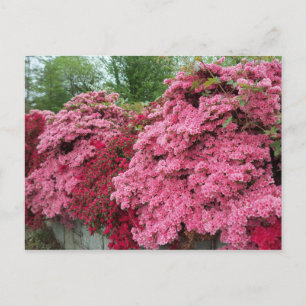 Red & Rosa Azaleas Vykort