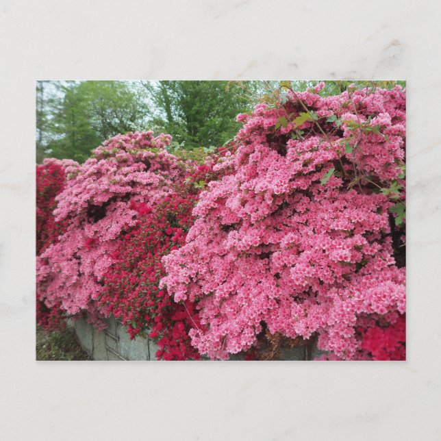 Red & Rosa Azaleas Vykort (Framsida)