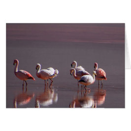 Red Rosa Flamingo Birds - Reflektionskort Vatten OBS Kort