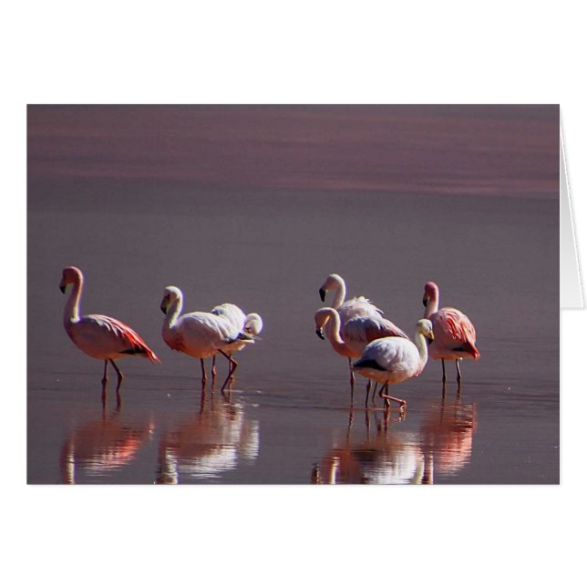 Red Rosa Flamingo Birds - Reflektionskort Vatten OBS Kort (Framsidan Horizontal)