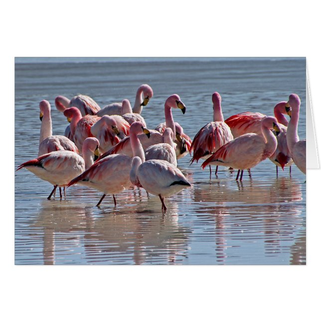 Red Rosa Flamingos i Vatten Greeting Card OBS Kort (Framsidan Horizontal)