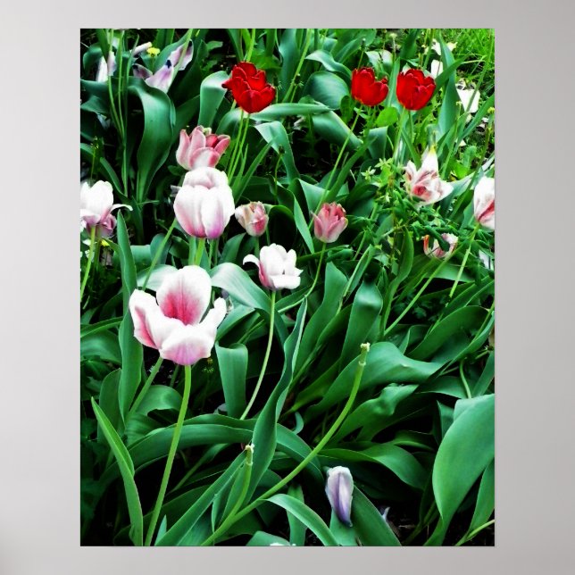 Red & Rosa Tulips Bild Poster (Framsidan)