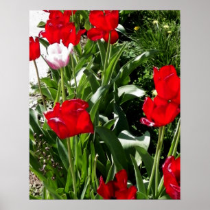 Red & Rosa Tulips Bild Poster
