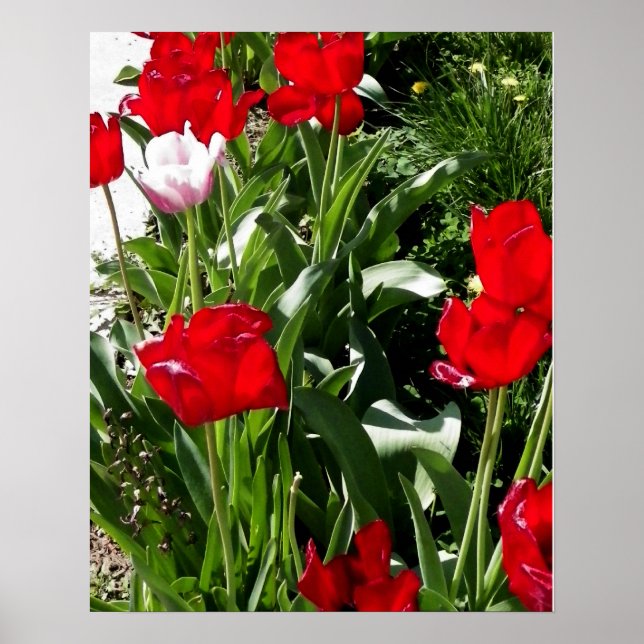 Red & Rosa Tulips Bild Poster (Framsidan)