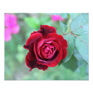 Red rose fototryck