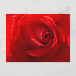 Red Rose Postcard Vykort