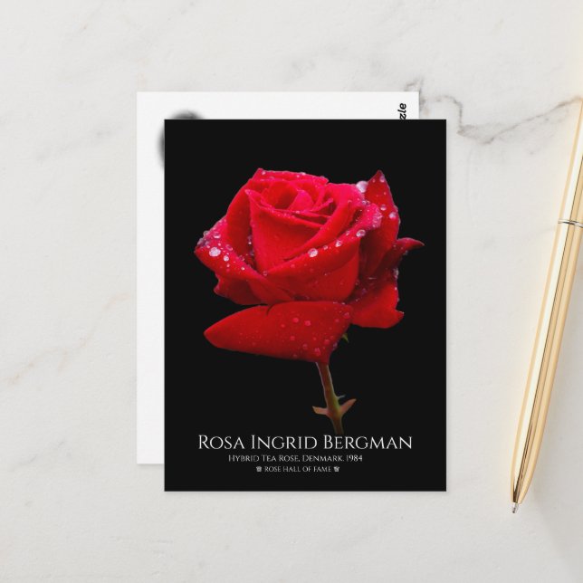 Red Rose Vykort (Fram/Back In Situ)