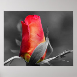 Red Rosenknopp Partial Färg Poster