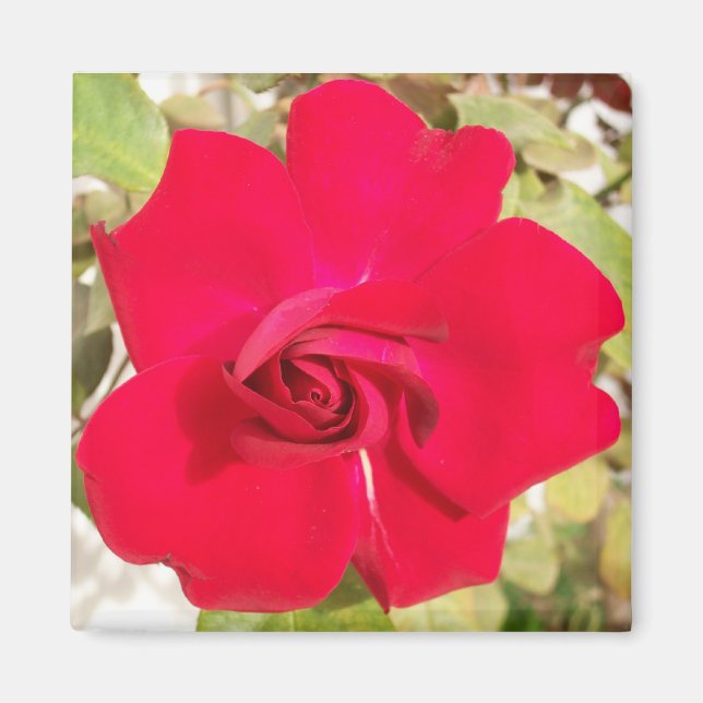 Red Rosy Magnet (Framsidan)