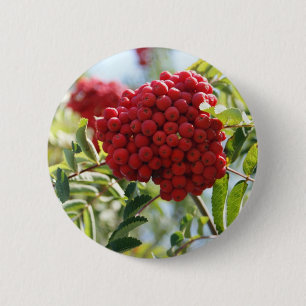 Red Rowan Berries Knapp