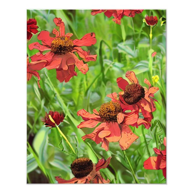 RED RUDBECKIA FLOWERS FOTOTRYCK (Framsidan)