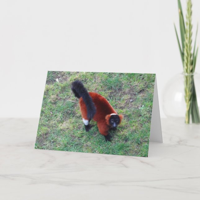 Red Ruffed Lemur #1-kort Kort (Framsida)