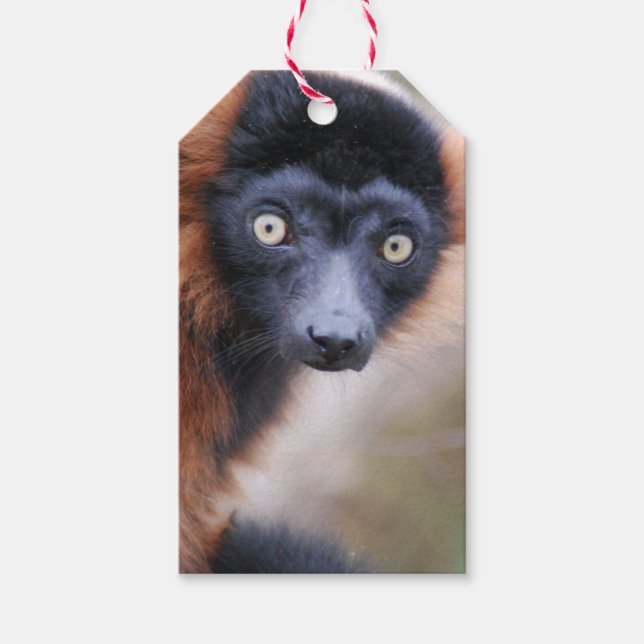 Red Ruffed Lemur Presentetikett (Framsidan)